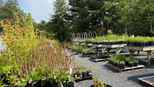 CNPS Nursery long view